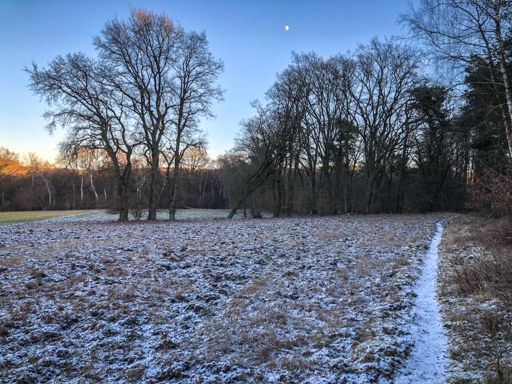 Die Flurschäden durch Wildschweine in der Nähe von Wohnsiedlungen sind dieses Jahr immens.