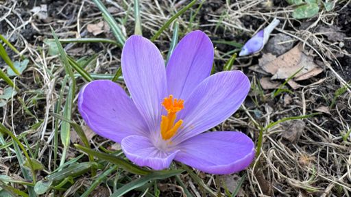 Ein Krokus in Nahaufnahme und voller Blüte dank der Märzsonne. 🌺🌞