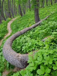 Rando fleurie autour du lac d’Allos