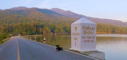 #dogsofthailand🐕🇹🇭😍