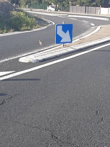 Une perdrix et 3 de plus pendant la sortie 😄