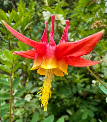 Lots of Red Columbine along the trail.