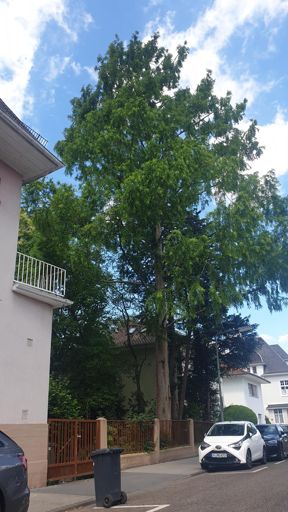 Frankfurt_ID22681_UM_Auf der Lindenhöhe 11