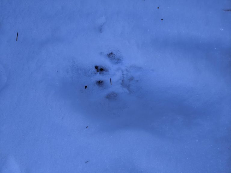 Stopped at the fresh mountain lion tracks