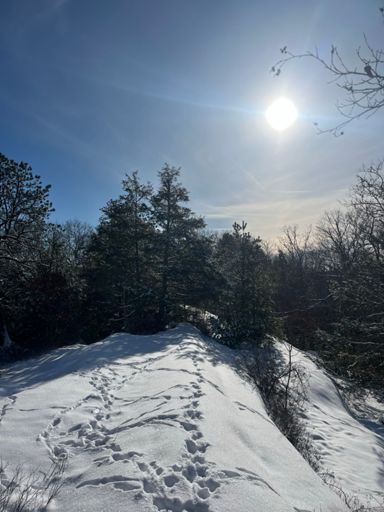 Rock ridge littered with animal tracks 