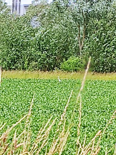 Un talon de très loin