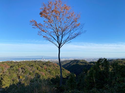 高倉林道の途中で開けた場所があり、思わず一枚