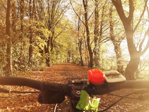 Soviele Blätter und nix geschnappt ☹