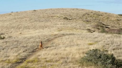 Told her to stop for a picture as she was running up and she sat right down on the spot. Great trail dog