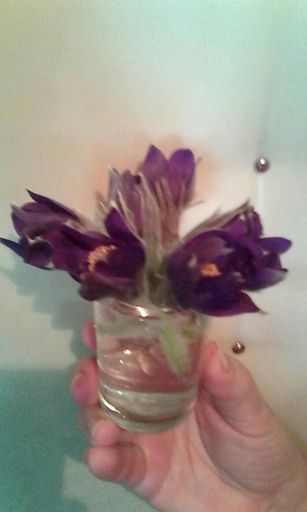 Подснежники