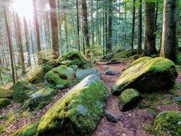 Sapin sec et les Molières