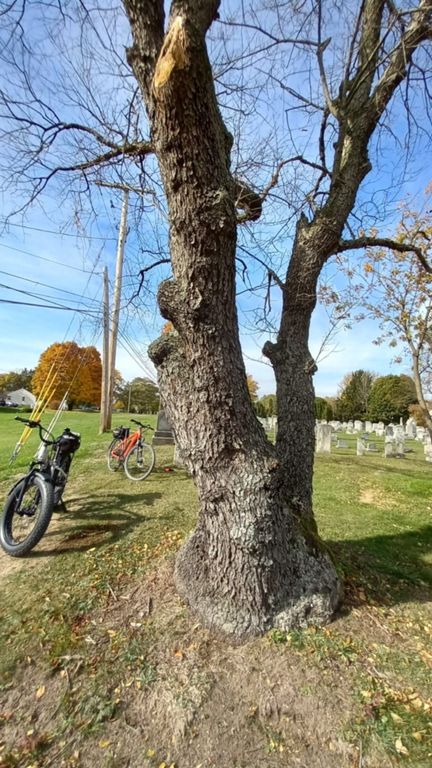 An old tree of unknown type with an interesting trunk and bark.