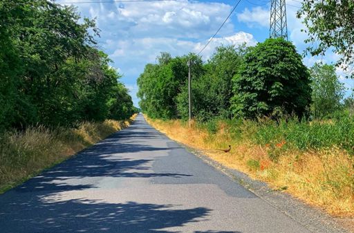 Spot the pheasant….