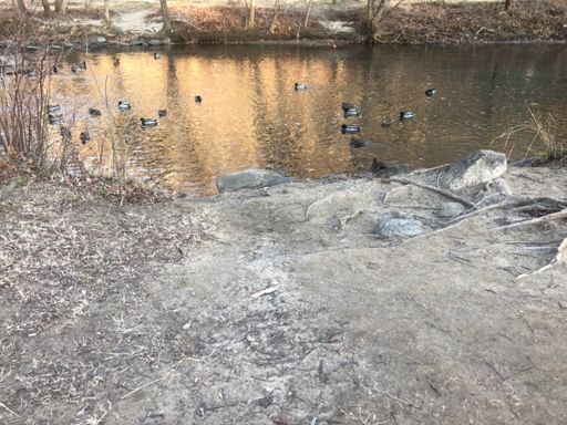 #scavengerhunt #mallardmoment