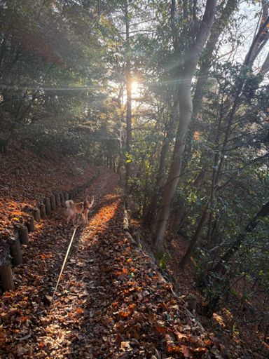 お犬様に後光が差してる。