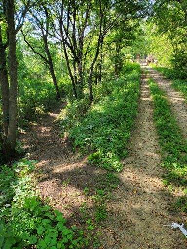 Detour path around the broken bridge. Mind the turds. 