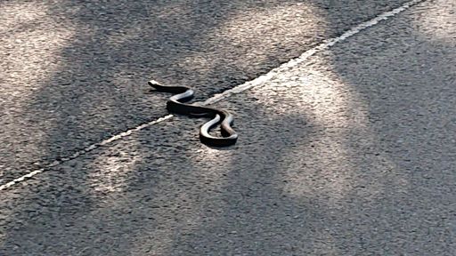 Lebendiger Veloschlauch?