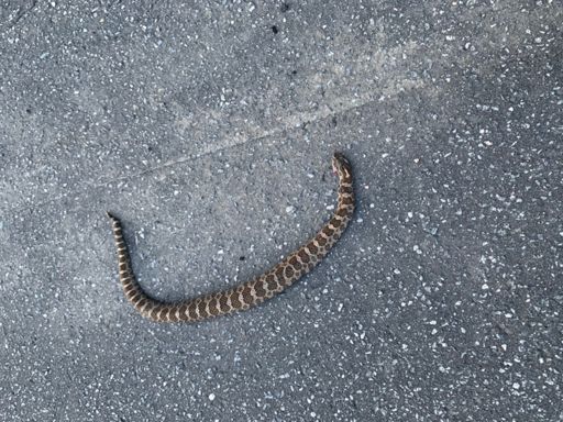 I think it got run over, the head was squashed:(