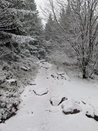 Hiver indien au Donon