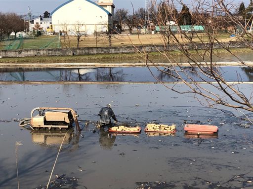 レンコンの収穫風景