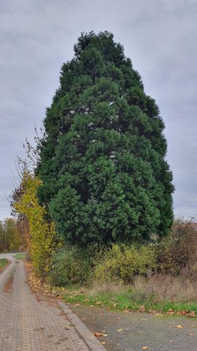 Butzbach_ID24109_BM_Am Rauchweg