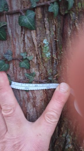 Sulzbach (Taunus)_ID23796_UM_Heinrich-Kleber-Park_BHD0,58m