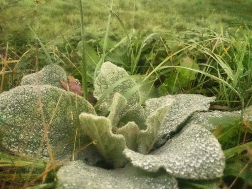 Pflanze on the rocks.