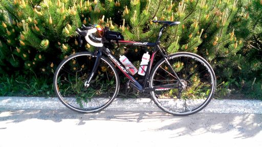 Bro and some young pine trees