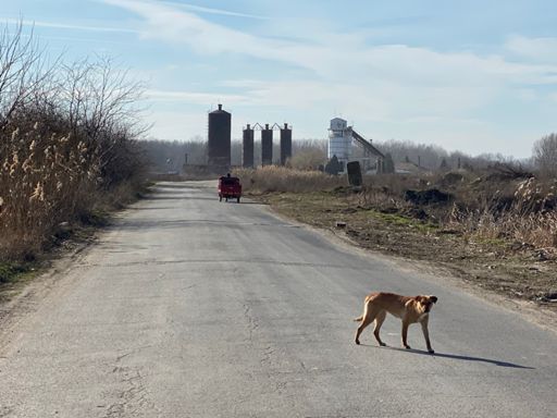 Sad Marina bay Oltenita