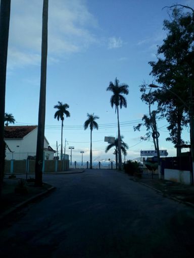 Palmeiras imperiais mirando o Pão de açúcar ao fundo