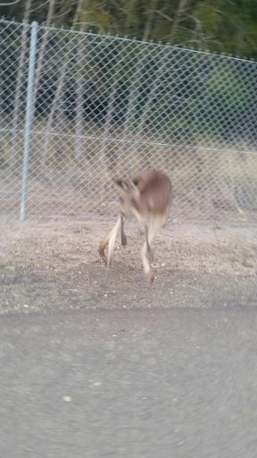 Kanga didn't want a selfie