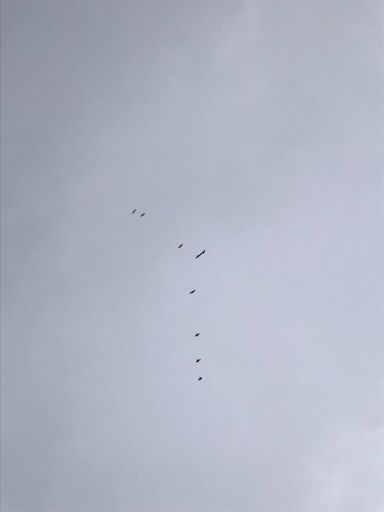 9 cormorants 