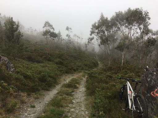 Forgoselo con niebla