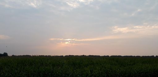 De zon gaat onder boven een maisveld tussen Made en Hooge Zwaluwe