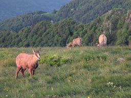 Crapahutage matinal dans les hautes vosges