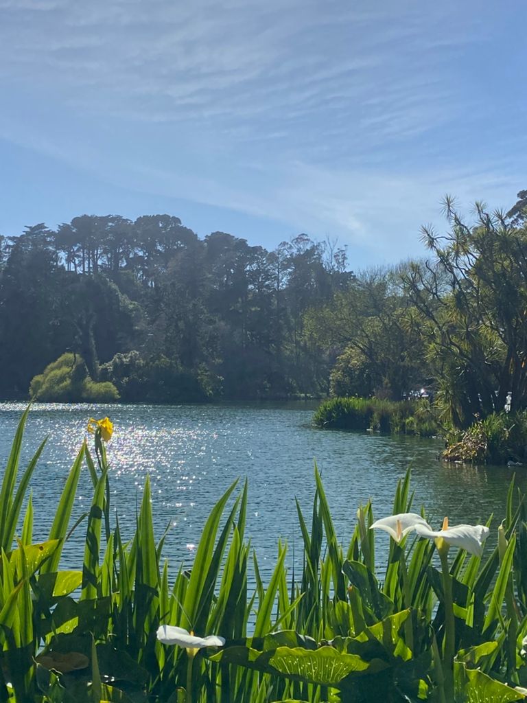 Butterlap (Presidio & Golden Gate Park) photo 104