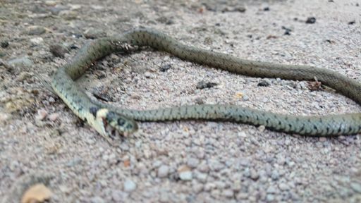 Vorsicht! Snake bite 🐍