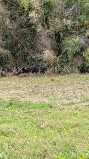 逃げなかったオヤジ。たぶん。