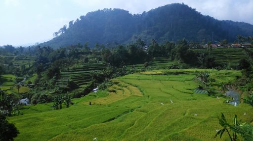 Green carpet from the almighty