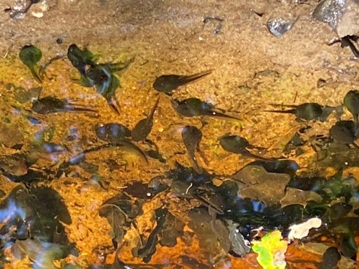 Een deel van de honderdduizend donderpadden