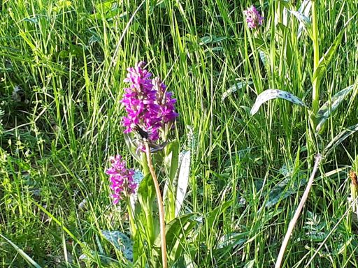 Orchis auf dem Wasserwerk Rote Hohl