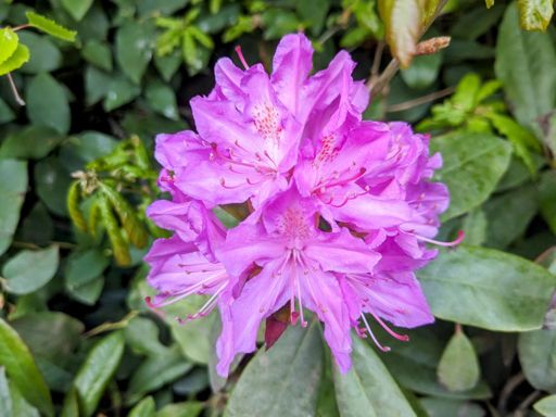 The Rhododendrons are starting to pop at Chillingham