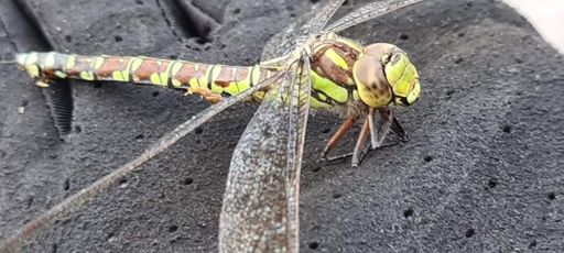 Hösten är här. Sommarinsekterna har nu gjort sitt.
