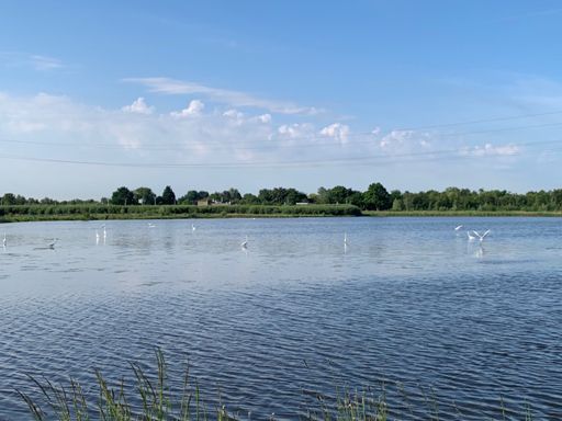 Naardermeer paradijs voor de zilverreiger
