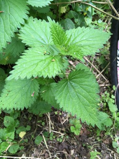 It’s going to be a bomper crop this year!! These are stingers Lufflaffa!!