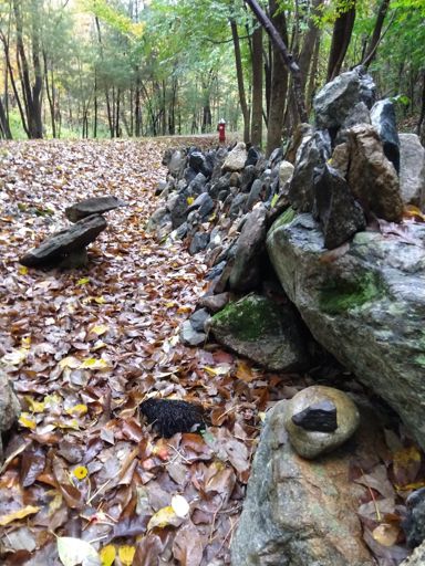 Duckling in foreground.  Textured Stone wall.