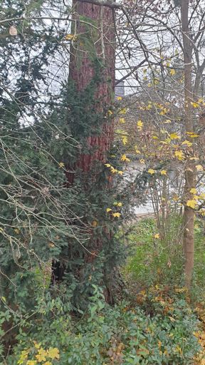 Seligenstadt_ID23731_BM_Am Breitenbach 4_BHD1,0m