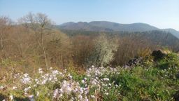 Windstein Obersteinbach