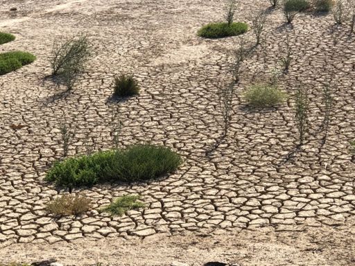 Seit 4 Jahren hat es in der Kleinen Karoo nicht mehr geregnet.