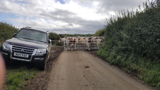 Cowpat lane😣🐂🐮